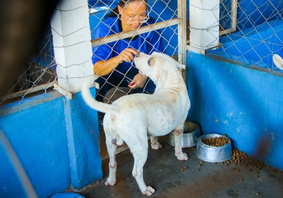Feira de Adoção acontece neste sábado e reúne cães à espera de um novo lar