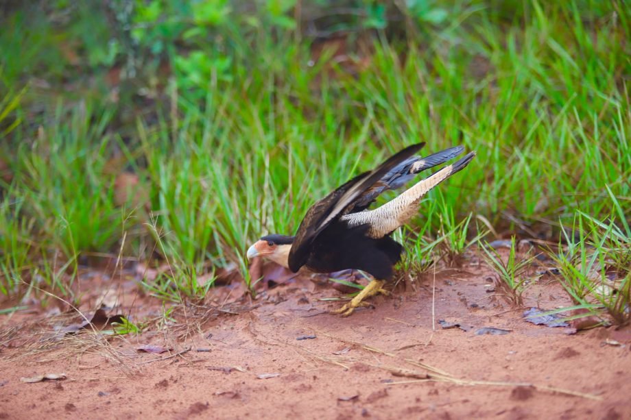 Parque Natural Municipal do Pombo atrai visitantes e biólogas em evento