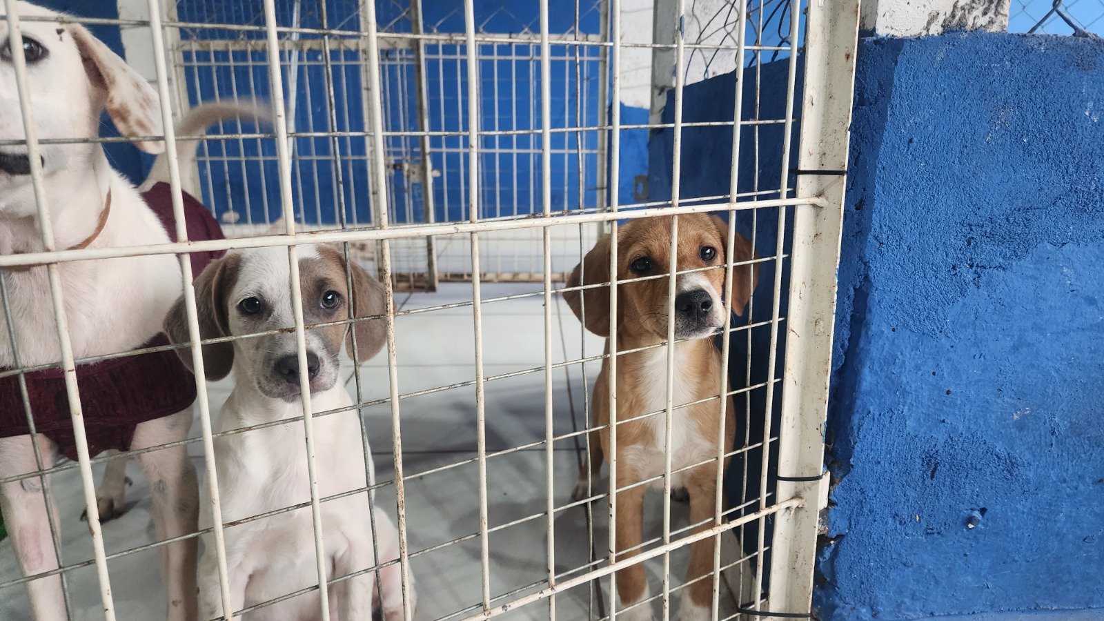 De cicatrizes ao carinho: cães vítimas de maus-tratos recebem nova oportunidade em Três Lagoas