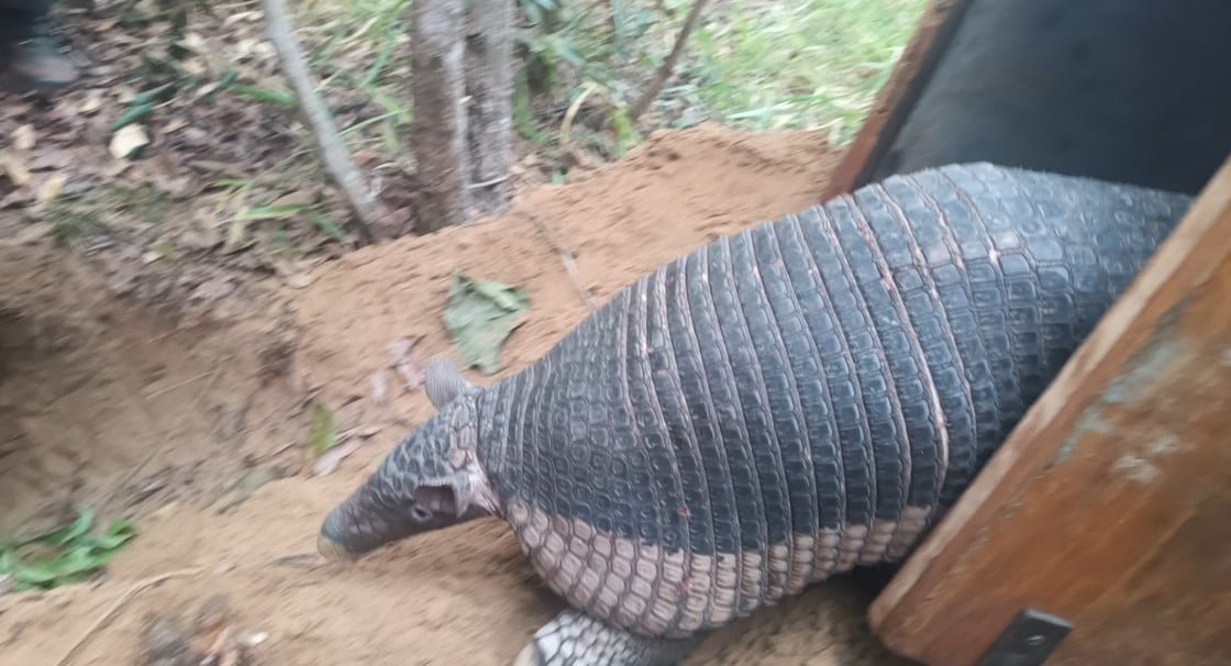 Projeto monitora décimo tatu-canastra no Parque do Pombo em Três Lagoas