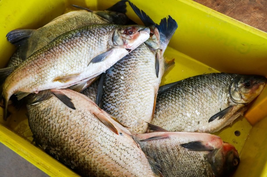 SEDECTI abre inscrições para comerciantes participarem da Feira do Peixe 2026