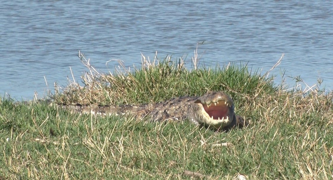 Jacaré é visto tomando sol às margens da Lagoa Maior