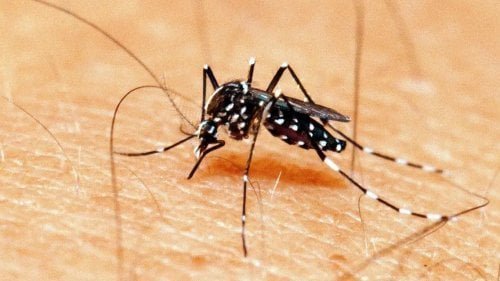 Doze bairros de Três Lagoas recebem mosquitos com Wolbachia