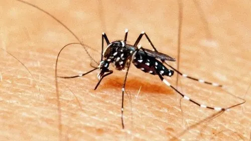 Doze bairros de Três Lagoas recebem mosquitos com Wolbachia