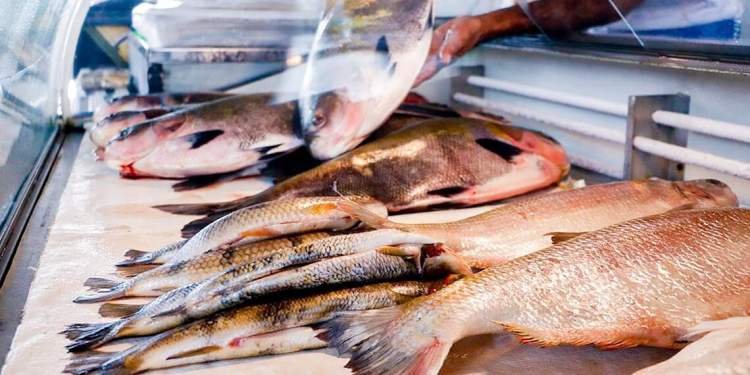 Semana do Pescado 2026 tem início nesta terça-feira (1º), com ações visando estimular o consumo em Três Lagoas MS