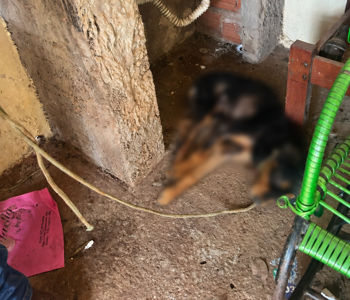 Cachorro vítima de maus-tratos é resgatado no Jardim Itamarati