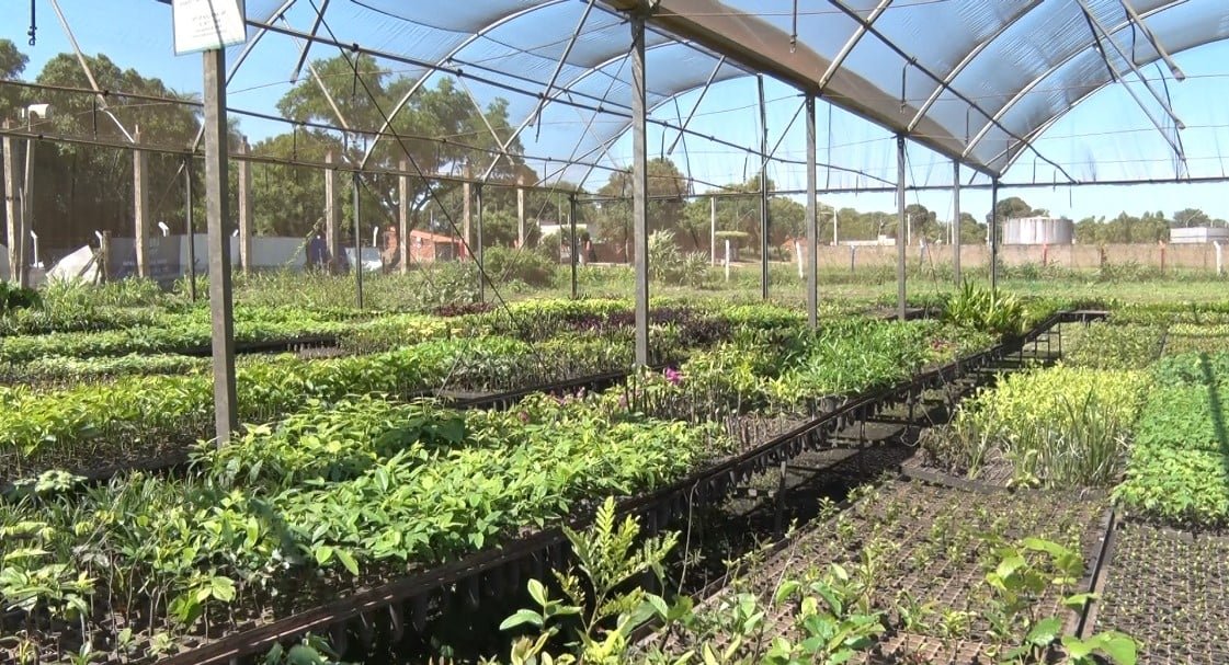 Amor e Dedicação: Milton Freitas e sua paixão pelas plantas no viveiro municipal de Três Lagoas