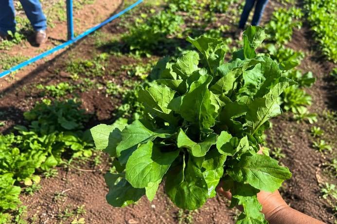 Iniciativa de Agronomia promove alimentação saudável em Três Lagoas (MS)