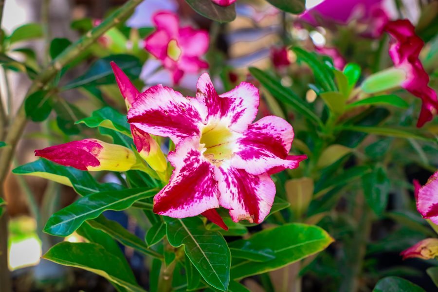 Feira de Orquídeas e Rosas do Deserto acontece hoje (24) e amanhã (25) na Casa do Artesão