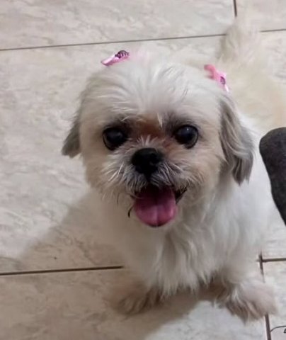 Shih-Tzu de 13 anos furtada em Três Lagoas reencontra donas após mobilização