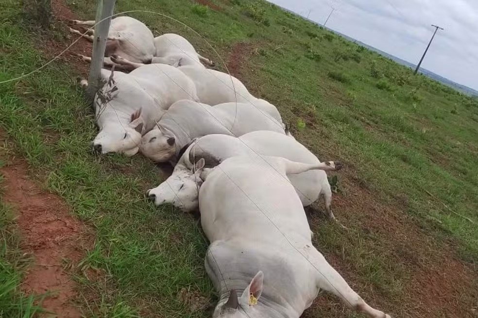 R$ 112 mil de prejuízo com morte de touros por fio energizado na MS-338