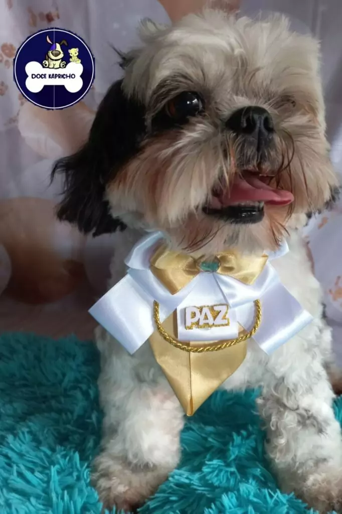 Cachorrinho Dino é achado e retorna ao lar após mobilização