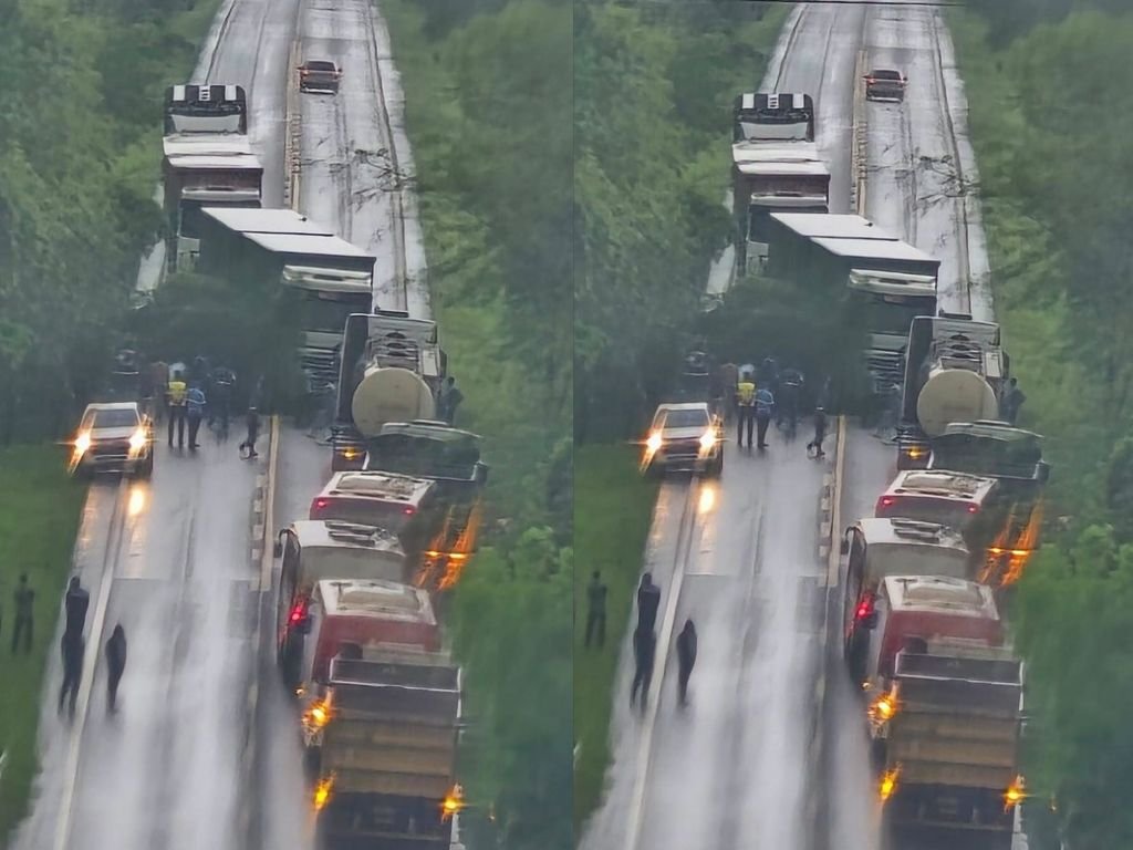 Árvore de grande porte cai na rodovia MS-377 e bloqueia trânsito