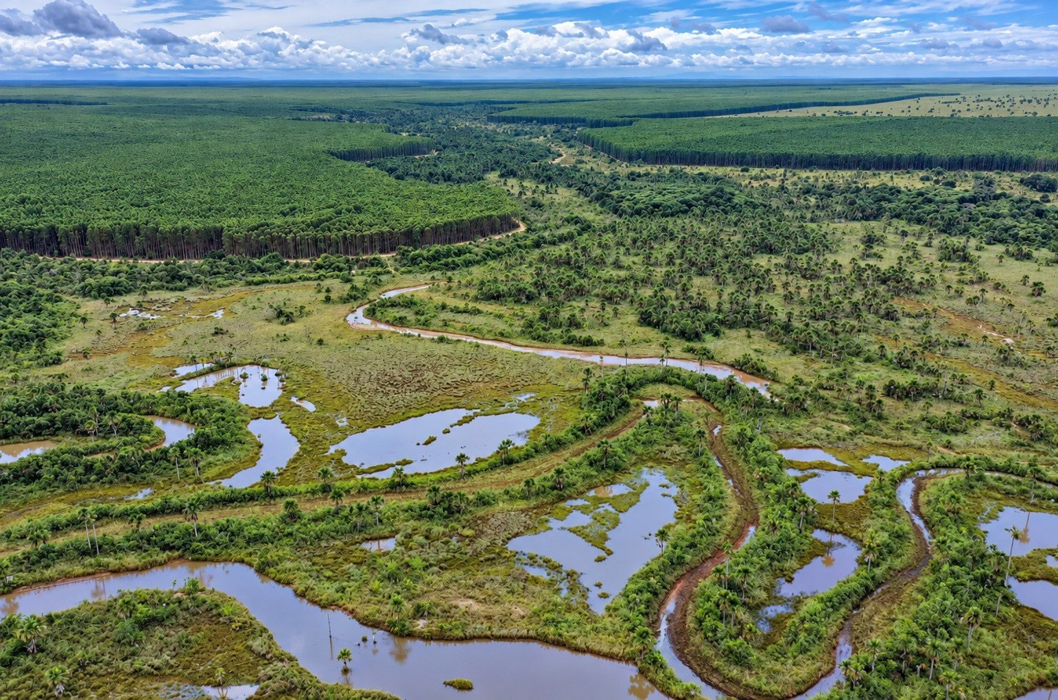 Mais de 106 mil hectares recebem conservação ambiental pela Eldorado Brasil