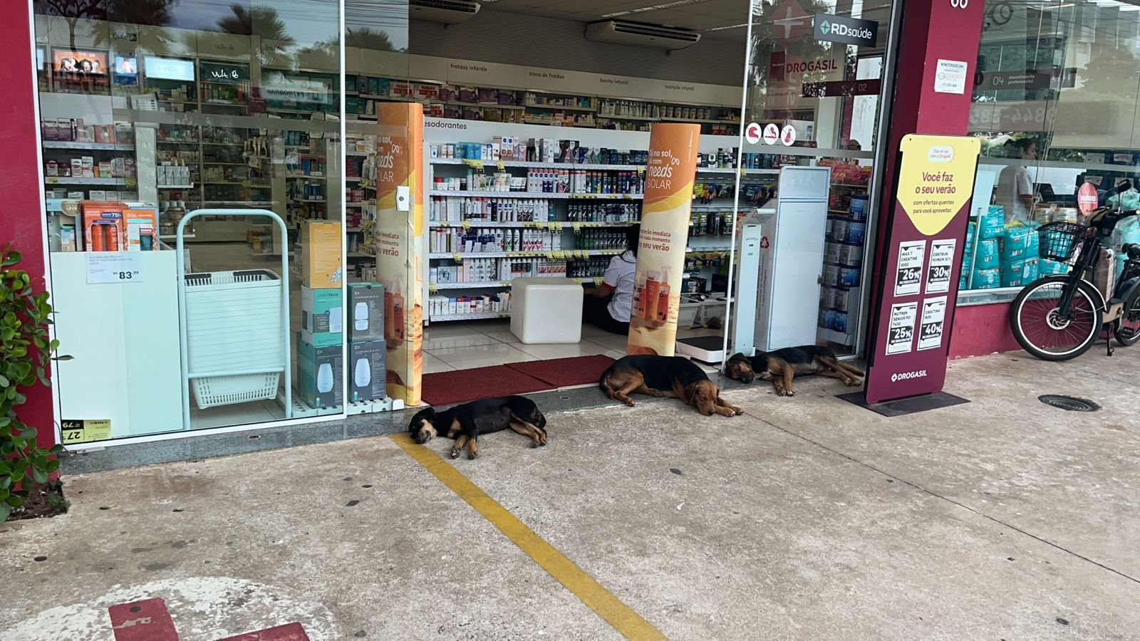 Cães buscam alívio do calor intenso em Três Lagoas