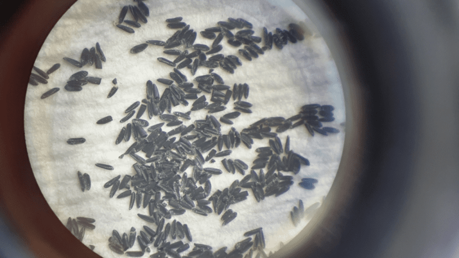 Ovos do Aedes Aegypti: Incrível resistência de até 1 ano sem água!