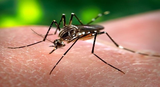 Mato Grosso do Sul supera 10 mil diagnósticos de chikungunya em 2026