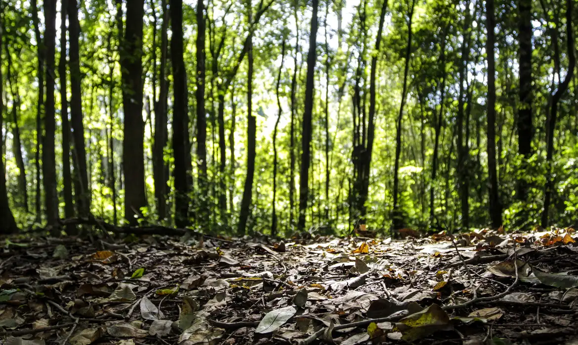 Três Lagoas atinge R$ 1,8 bilhão em produção florestal e impulsiona recorde do setor no país