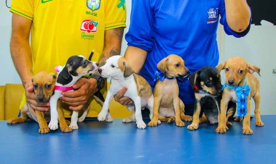 Veja como adotar um “doguinho” pelo Centro de Reabilitação Animal da Prefeitura de Três Lagoas