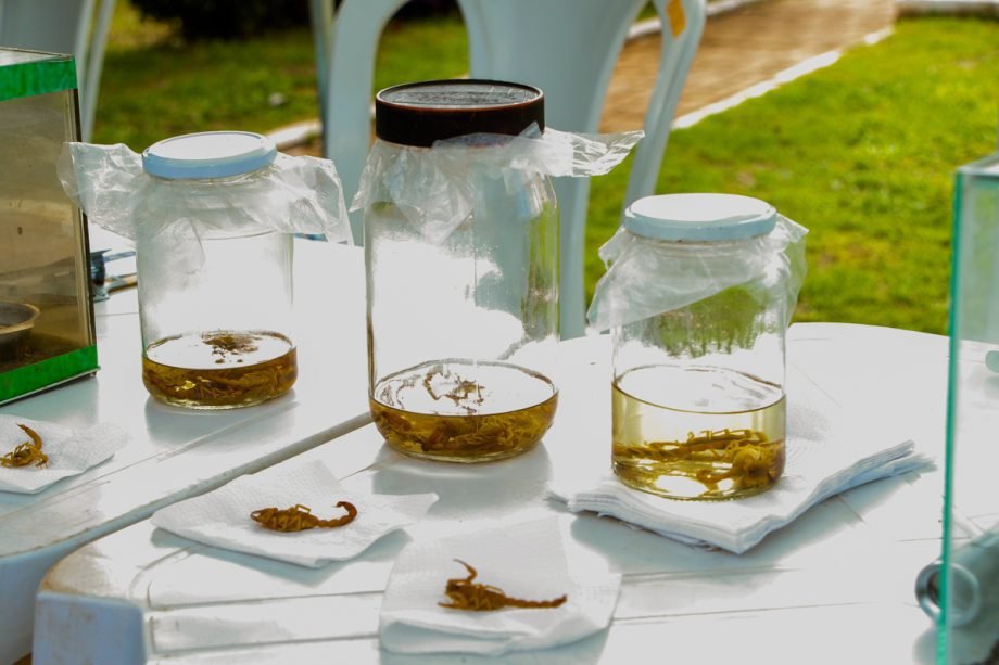 Três Lagoas promove blitz educativa sobre prevenção e cuidados com escorpiões