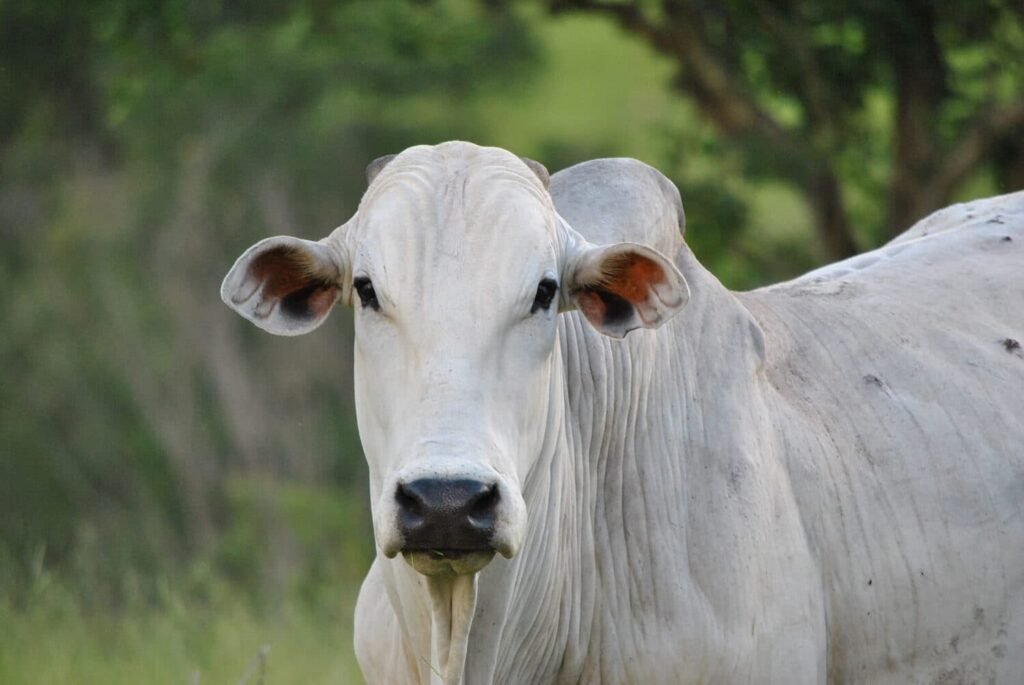 Boi gordo tem baixa de R$ 3 em Três Lagoas, mas arroba da vaca se mantém