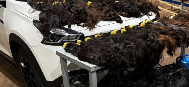 Receita Federal apreende 148 quilos de cabelo humano no Paraná, com rota suspeita via Três Lagoas, MS.