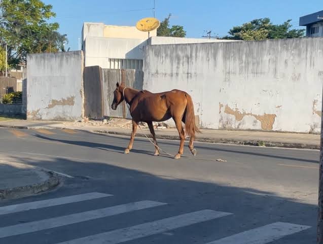 Regras e taxas de apreensão de animais soltos em Três Lagoas