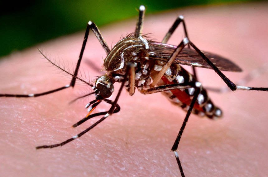 Mato Grosso do Sul confirma primeiro óbito por dengue em 2026; chikungunya registra 28 mortes no Estado