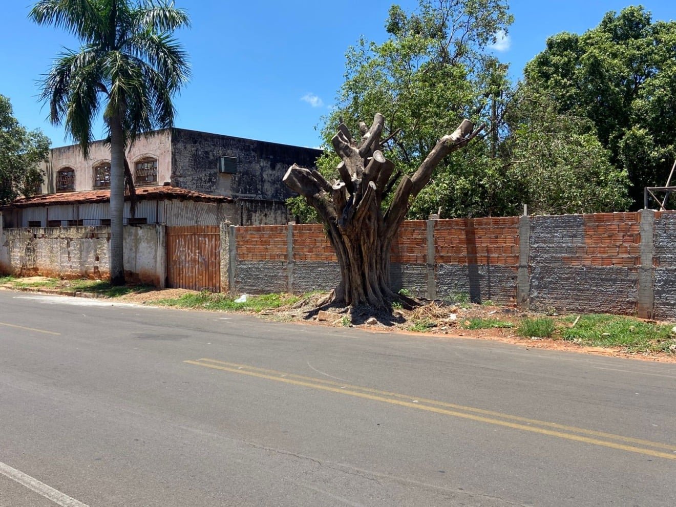 Nova lei ambiental federal sobre poda de árvores gera debate em Três Lagoas