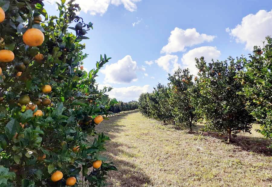 Três Lagoas pode receber misturadora de fertilizantes e fábrica de suco de laranja