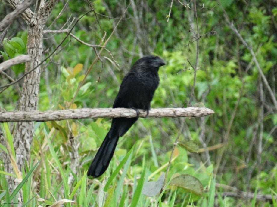 Turistas encontram 236 espécies de aves no Parque do Pombo em Três Lagoas
