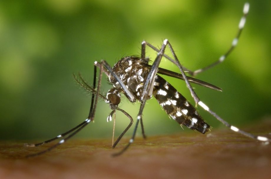 Mato Grosso do Sul supera a marca de 10 mil casos confirmados de chikungunya em 2026