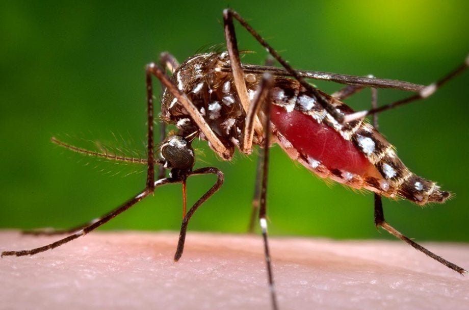 Dengue e Chikungunya apresentam queda expressiva em Três Lagoas em 2026