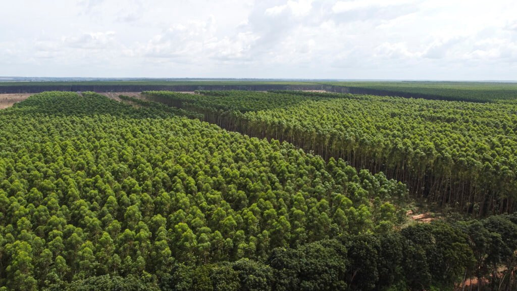 Prazo até 18 de outubro fecha inscrições para vagas da Suzano em Três Lagoas