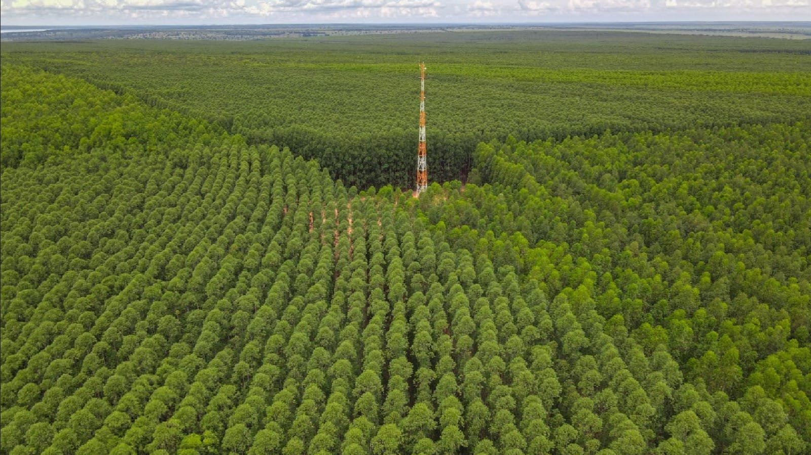 Silvicultura movimenta R$ 5,62 bilhões em Mato Grosso do Sul com avanço do eucalipto