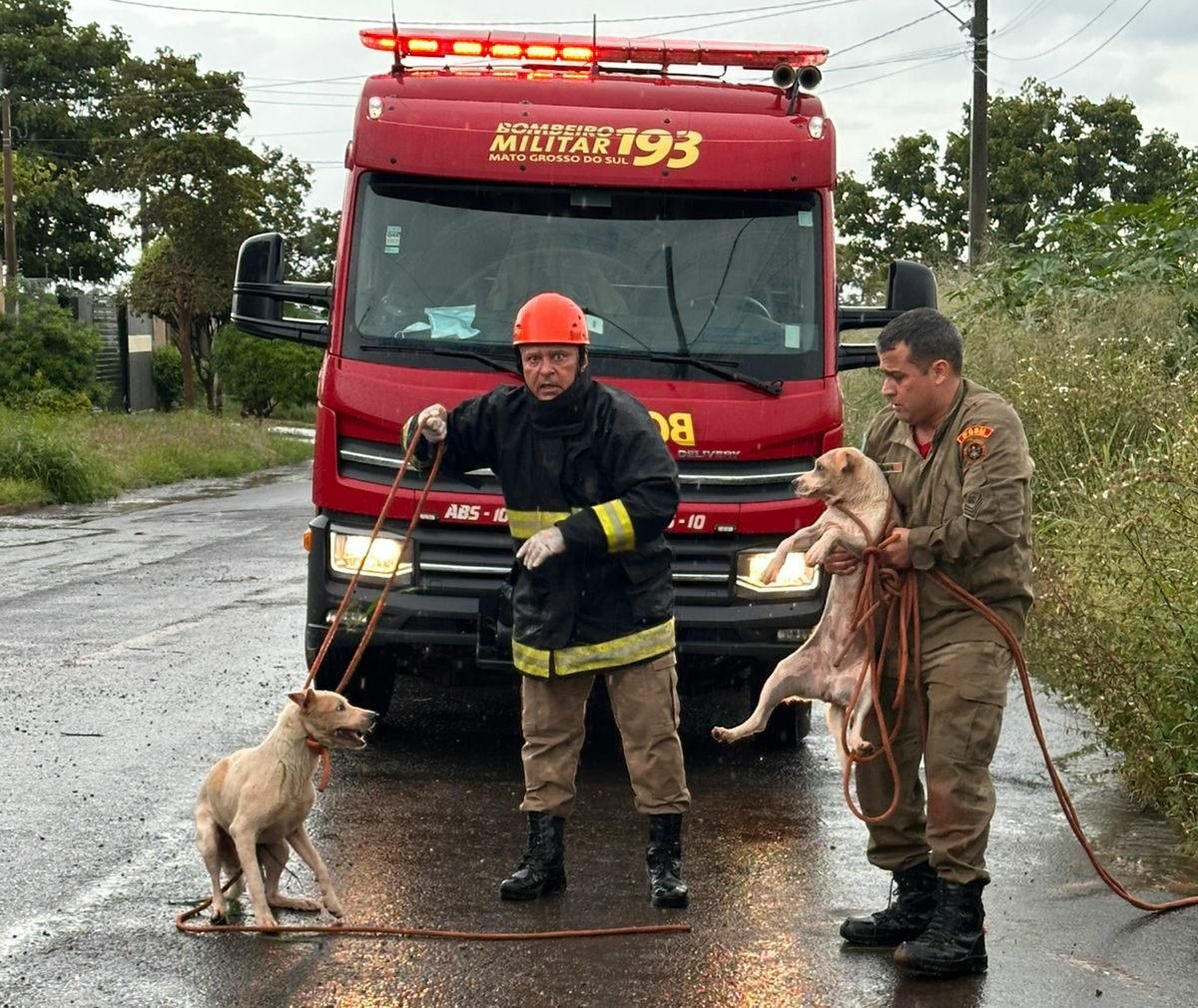 Bombeiros Resgatam Cães Presos em Poço de Cinco Metros em Três Lagoas