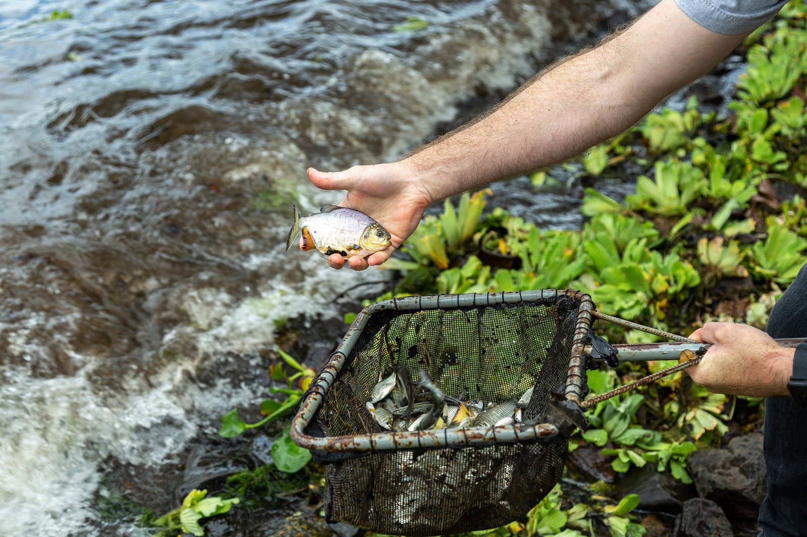 CTG Brasil Realiza Soltura de 601 Mil Peixes na Usina de Jupiá